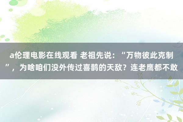 a伦理电影在线观看 老祖先说：“万物彼此克制”，为啥咱们没外传过喜鹊的天敌？连老鹰都不敢